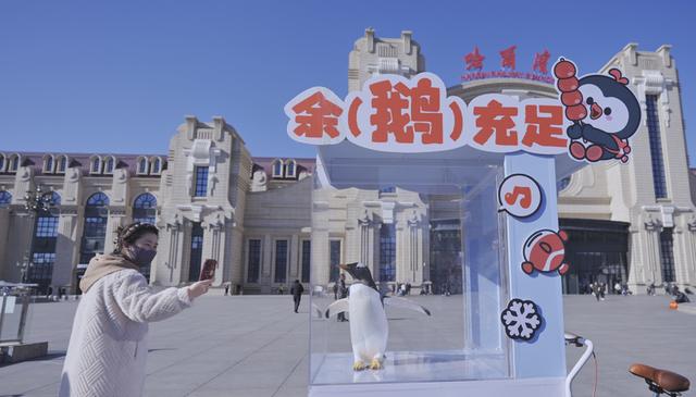 全城偶遇！哈尔滨被“淘学企鹅”小分队占领啦！