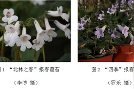 苦苣苔：“苦”中作乐的精灵之花图片