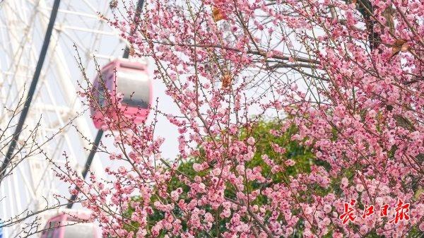 三梅争艳，武汉园博园藏着一只超级“花篮”