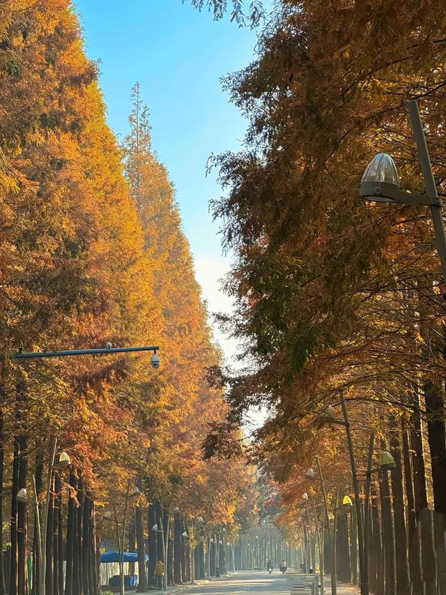 日照人的嘴是真严啊！这里都美成啥了！