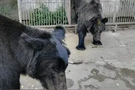 黑熊为什么护食？| 知识科普（一）图片