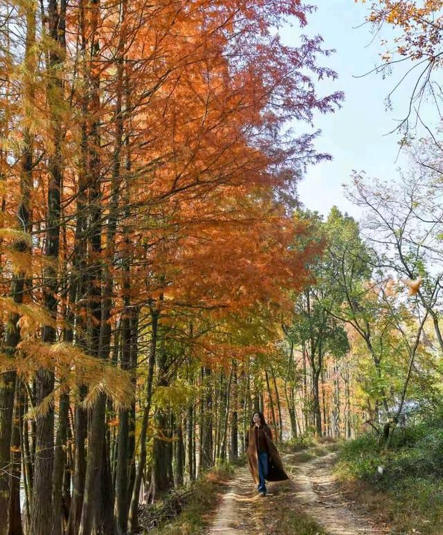 缤纷水杉迎客来