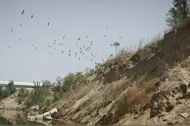 崖沙燕回到永定河！北京去年曾停工保护这片栖息地图片