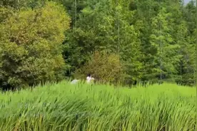 有一种叫云南的生活｜好看好吃能致富！这份海菜花“打卡”攻略请查收图片