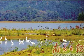 且看南粤千重绿 山水林城换新颜图片