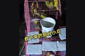 成都数百只宠物鹦鹉被人放生野外，谁放的应该调查清楚图片