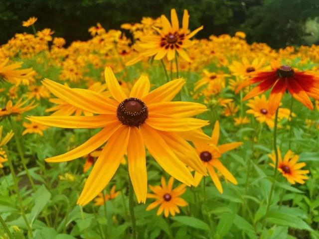 今天，送你花满坡！巩义这片“金色花海”超出片→