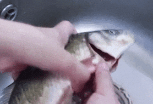 肾衰病人能吃花胶吗 2026年肾衰病人能吃花胶吗百度百科