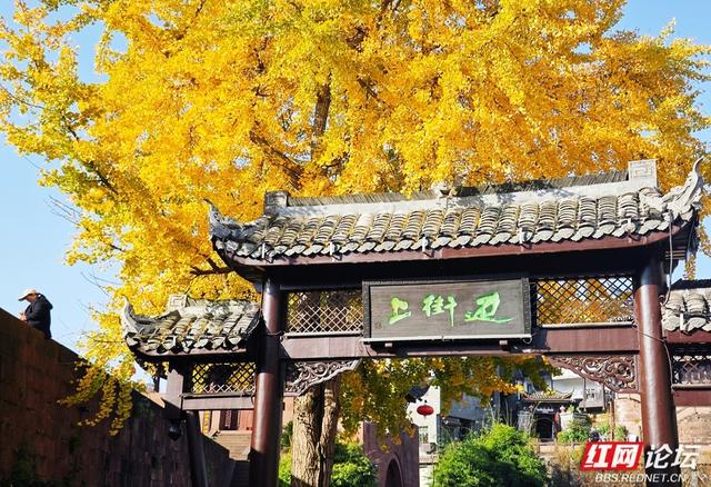 岁暖时刻丨一树金黄一城诗，凤凰的冬日浪漫正悄然绽放