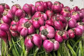 2000吨“新都美人葱”出口到东南亚图片