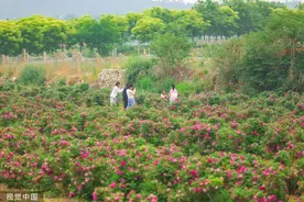 济南平阴玫瑰进入观赏采摘季图片