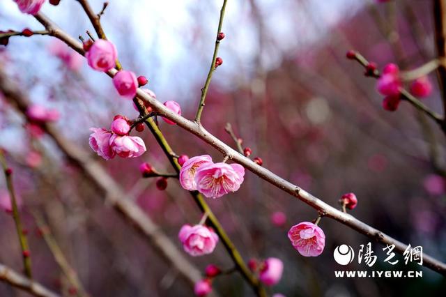 “梅”景已至！宁陕县子午梅苑开园迎客