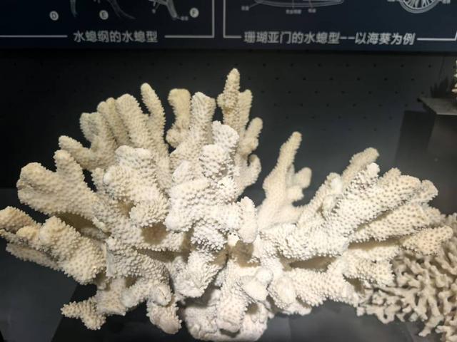 这里是青岛｜海大海洋生物博物馆免费开放，3000余标本展现海底奇幻