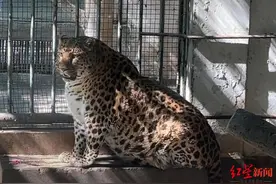 网红“豹警官”减肥两月失败？实地探访：瘦身不明显，园方称年龄太大安享晚年就好图片