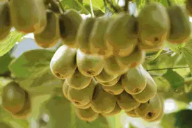 都江花月夜·八月桂花香｜三天时间，三条线路，出发！图片