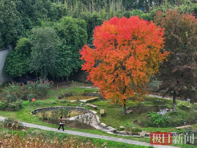 武汉东湖磨山披“彩衣”，深秋画卷引客来