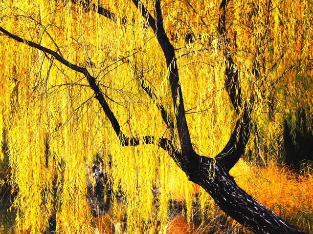 太美了！北京紫竹院如油画般梦幻