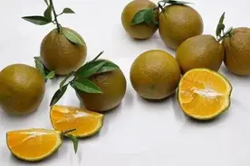 这一成果，入选2024中国农业农村重大新产品图片