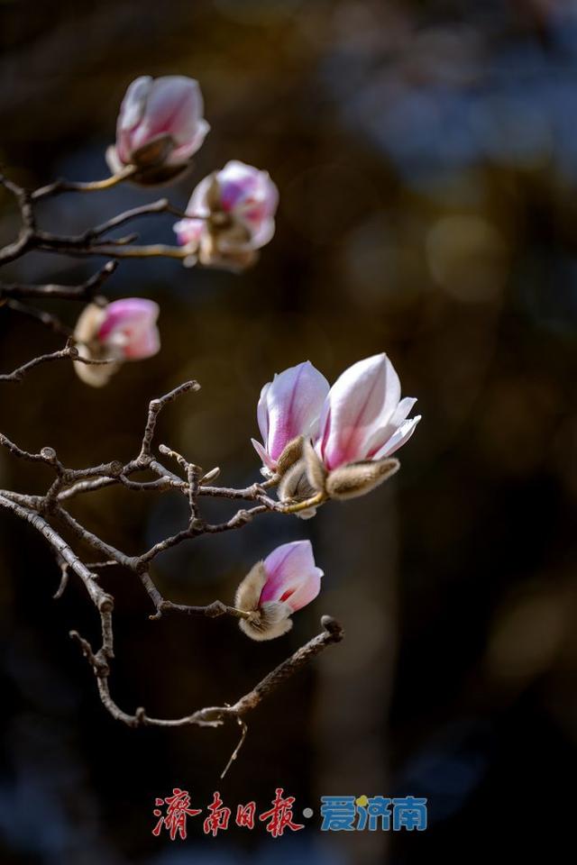 一年四季 泉在济南丨暖阳催花绽！泉城广场玉兰花悄然盛开，邂逅早春浪漫