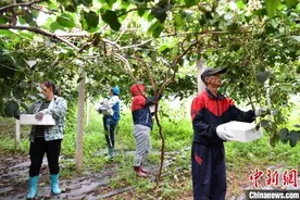 燕山脚下软枣猕猴桃甜“猕”来袭图片