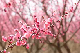 桐城市范岗镇：梅花盛开俏枝头 芬芳美景醉游人图片