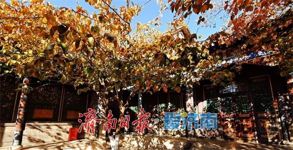 一年四季 泉在济南丨万竹园木瓜院美出圈，趵突泉公园深处藏着一处“黄金庭院”