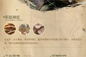 菌菌那些事 | 榛蘑：“小鸡炖蘑菇”没我可不行图片