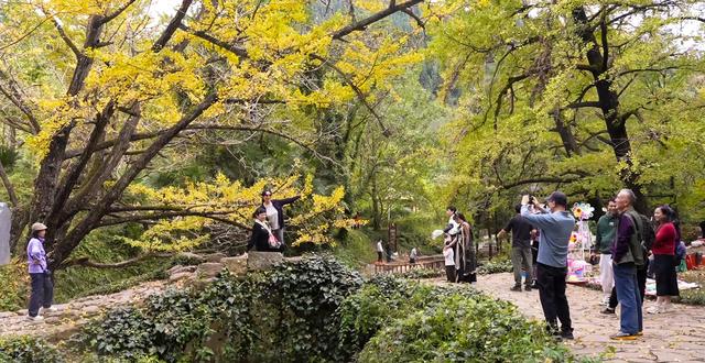 来金色妥乐 赏深秋美景