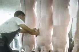 新闻8点见丨记者卧底生猪黑屠宰点；“功效牙膏”网售乱象调查图片