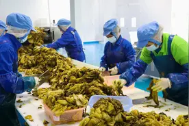 富源：“酸菜车间”带动周边群众灵活就业图片