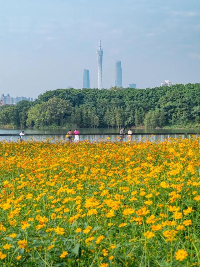 广州市区上万平方米“金色花海”，进入最佳观赏期