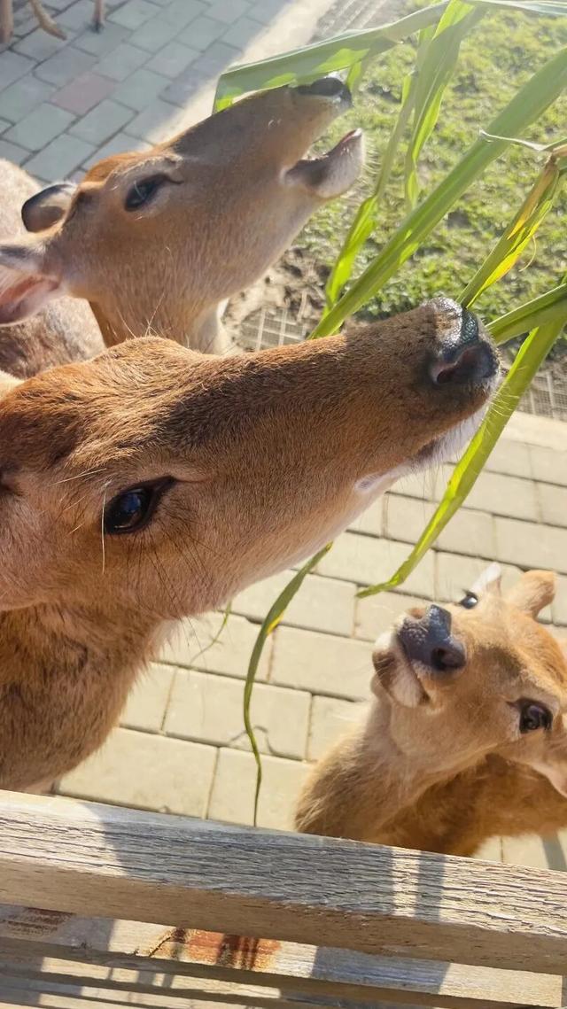 赏花撸萌宠、水果采摘、围炉煮茶……来珠海这里跨年，太精彩！