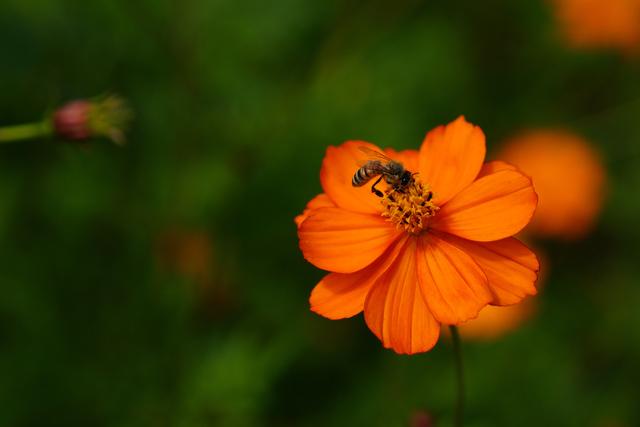 韩国古城庆州秋色