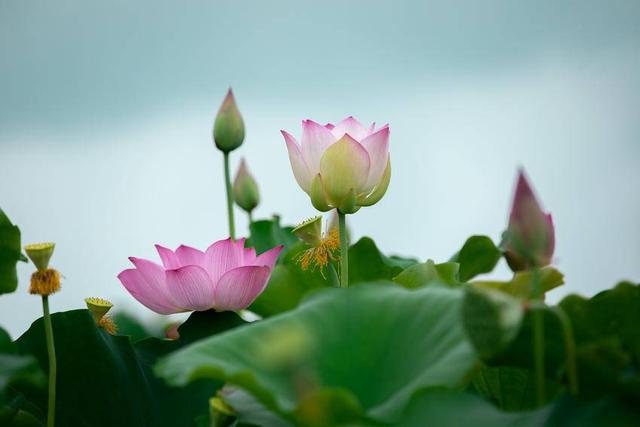 团风：这些绝美的夏日限定壁纸藏不住了