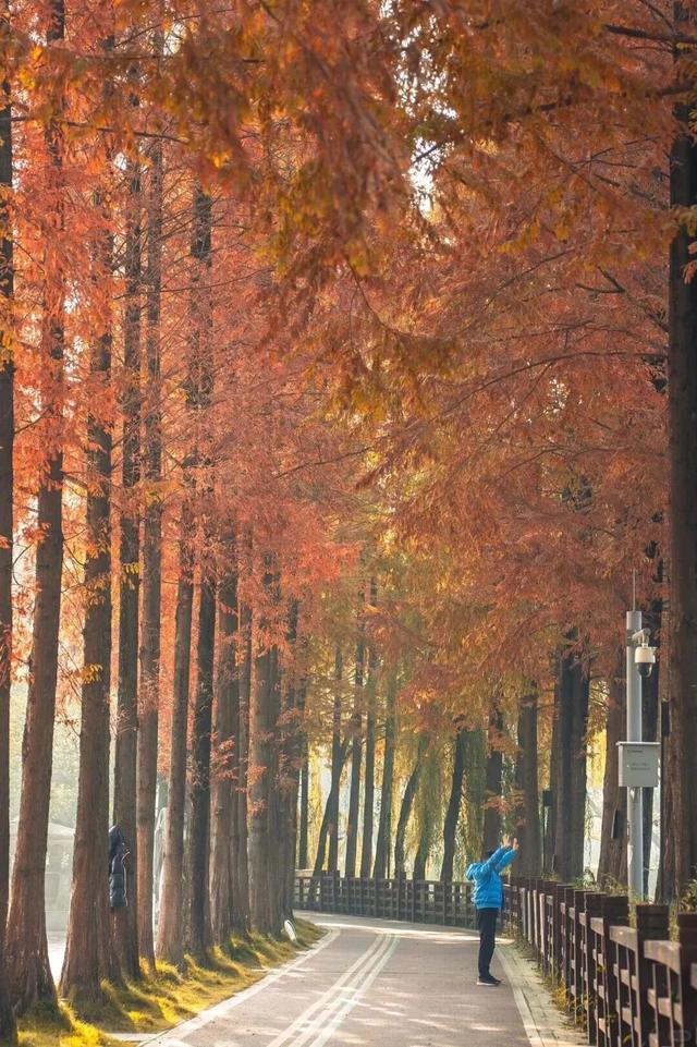 成都限定红！水杉最美季节上线，赶紧打卡