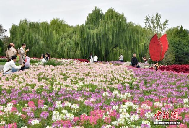 国庆中秋假期里的“花地毯”——石家庄植物园草花扮靓金秋