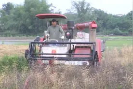 休宁县：万亩油菜迎丰收 田间地头收割忙图片