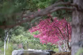 50余个品种、5500余株，世园海棠花开似锦图片