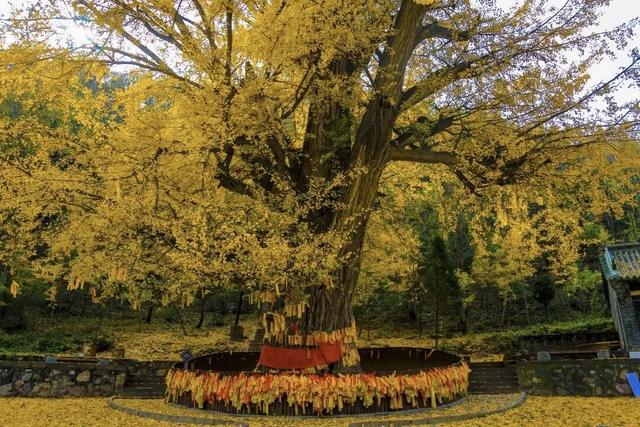 河南银杏进入“颜值巅峰”！这份捡秋攻略赶紧码住！