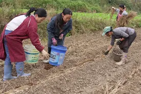 500亩马铃薯冬种正当时，期盼来年好“薯”光图片