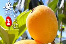 到莆田品尝“开春第一果”，一起“吃下”整个春天图片