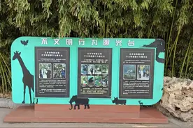 北京动物园：直播熊猫，均需备案！不文明行为，将进“黑名单”图片