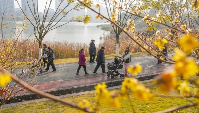 重庆垫江：蜡梅花开扮靓公园景色