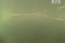 新疆福海人工繁育土著鱼生产忙图片
