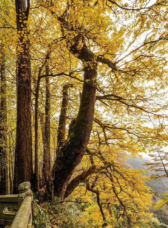 临安，一座被银杏腌入味的城市