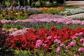 藏不住了！美到窒息的海淀公园莫奈花园图片