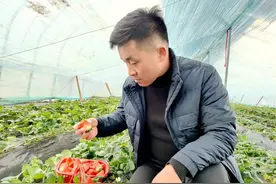 草莓抢“鲜”上市 映红甜蜜日子图片