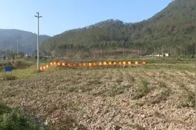 碳基生态肥种植红薯亩产达三千多斤图片