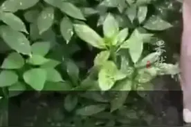 知情者表示：孩子妈妈在老家，警察查出孩子爸爸3天前坐动车离开图片