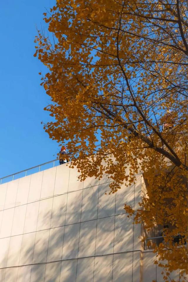 限时绝美！年度顶流！